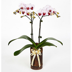 Timeless Elegance – Mini Phalaenopsis 送花到台灣,送花到大陸,全球送花,國際送花