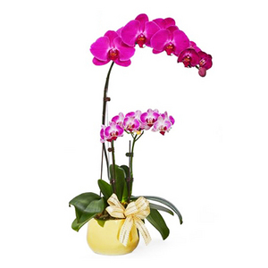 Full of Luck - Mini Phalaenopsis 送花到台灣,送花到大陸,全球送花,國際送花