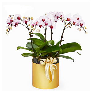 Fountain of Wealth-4 stalks of phalenopsis orchids. 送花到台灣,送花到大陸,全球送花,國際送花