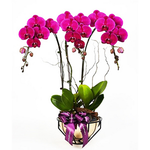 Royal Prosperity – Purple Phalaenopsis 送花到台灣,送花到大陸,全球送花,國際送花