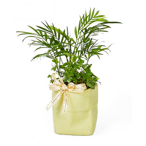 Green Sketch Combination Small Potted Plants (table Type) 送花到台灣,送花到大陸,全球送花,國際送花