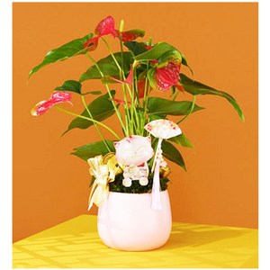 Fortune Kitty potted plant 送花到台灣,送花到大陸,全球送花,國際送花