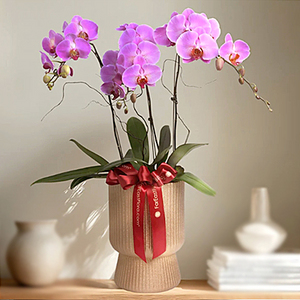 绚丽遐想 - 粉红蝴蝶兰 送花到台湾,送花到上海,全球送花,国际送花
