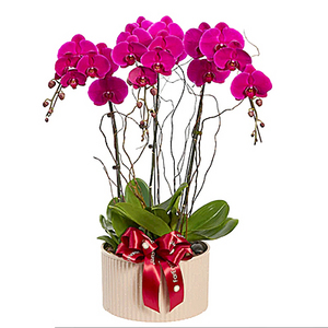 紫水晶优雅 - 紫色蝴蝶兰 送花到台湾,送花到上海,全球送花,国际送花