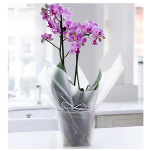 Two stems mini pink orchid potted plant 送花到台灣,送花到大陸,全球送花,國際送花