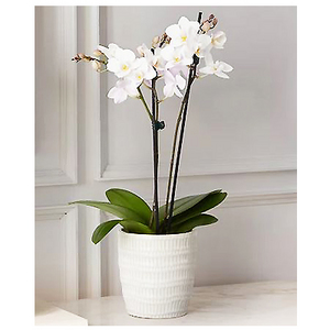 两梗白色兰花盆栽 送花到台湾,送花到上海,全球送花,国际送花