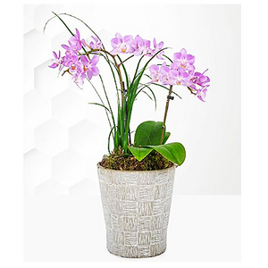pink orchid potted plant 送花到台灣,送花到大陸,全球送花,國際送花