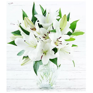 白色百合盆花 送花到台湾,送花到上海,全球送花,国际送花