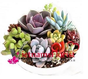 succulent pot 2 送花到台灣,送花到大陸,全球送花,國際送花