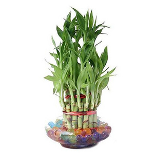 Lucky Bamboo Potted Plant (Desktop Type)2 送花到台灣,送花到大陸,全球送花,國際送花