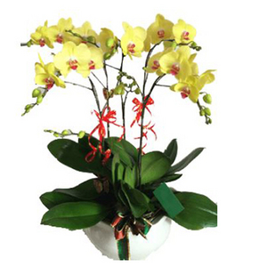 5 yellow orchids 送花到台灣,送花到大陸,全球送花,國際送花