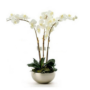 3株白色蝴蝶兰 送花到台湾,送花到上海,全球送花,国际送花