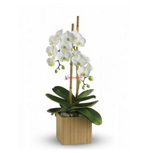 Two white orchids (small) 送花到台灣,送花到大陸,全球送花,國際送花
