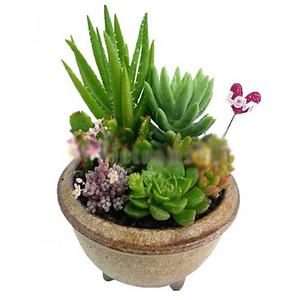 Succulent potted plants 3 送花到台灣,送花到大陸,全球送花,國際送花