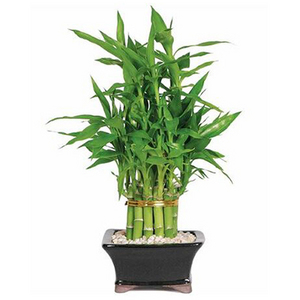 Lucky Bamboo Potted Plant (Desktop Type) 送花到台灣,送花到大陸,全球送花,國際送花