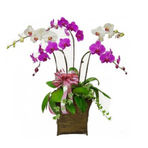 蘭花送越南-5株混合色 送花到台灣,送花到大陸,全球送花,國際送花