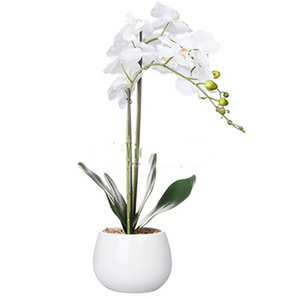 蘭花送越南-1株白色 送花到台灣,送花到大陸,全球送花,國際送花
