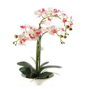 白花粉心蝴蝶兰 送花到台湾,送花到上海,全球送花,国际送花