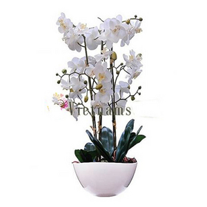 兰花送越南-5株白色兰花 送花到台湾,送花到上海,全球送花,国际送花
